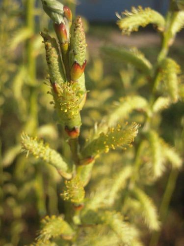 Salix Purpurea vert vif Osier Bio